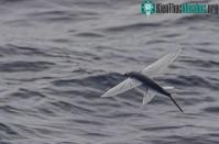 Ảnh Hé lộ về sự thật về loài "cá bay"