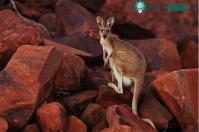 Ảnh Kangaroo có thể học được cách giao tiếp cùng với con người