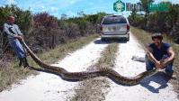 Ảnh Trăn khổng lồ đã xâm chiếm Florida: Chính quyền "bó tay", xem xét kêu gọi người dân ăn thịt