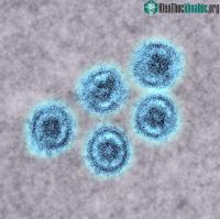Ảnh Các nhà khoa học lo ngại chủng virus Ebola có thể lây từ động vật sang người