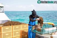 Ảnh Công dụng tuyệt vời của tảo nâu Okinawa mozuku với sức khỏe