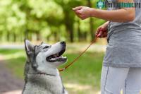 Ảnh La mắng chú chó nhà bạn có thể dẫn đến những hệ quả về lâu dài