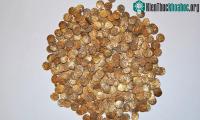 Ảnh Tình cờ đào được bình cổ đựng 1.300 đồng tiền vàng trị giá tới 1 triệu USD