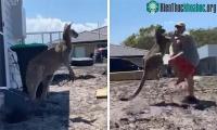 Ảnh Kangaroo đã mò vào nhà tấn công gia chủ
