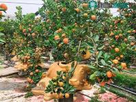 Ảnh Quất cảnh Tết 2021: Trâu vàng cõng quất bonsai đang rộn ràng xuống phố
