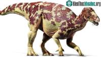 Ảnh Khủng long ăn cỏ có ăn cỏ thật không?