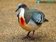 Ảnh Sự thật về loài chim bồ câu luôn mang "vết thương giữa ngực"