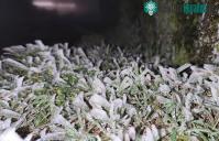 Ảnh Chùm ảnh: Băng tuyết bao trùm đỉnh Mẫu Sơn