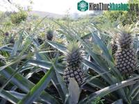 Ảnh Malaysia sử dụng rác từ quả dứa làm vật liệu chế tạo máy bay không người lái