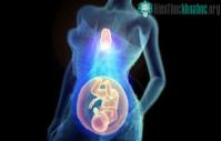 Ảnh Phát hiện cơ quan quan trọng bảo vệ mẹ và bé trong suốt thai kỳ