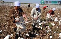 Ảnh Trung Quốc lai tạo giống bông mới nhằm giảm tình trạng ô nhiễm