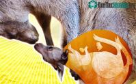 Ảnh Có gì bên trong túi của Kangaroo, phức tạp nhiều hơn những gì bạn từng nghĩ