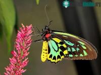 Ảnh Sự thật mà ít ai biết về loài bướm lớn nhất thế giới