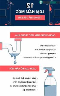 Ảnh Phân loại 12 loại nấm mốc thường thấy trong nhà và mức độ nguy hiểm của chúng