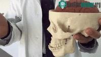 Ảnh Khối lòng đỏ trứng "ma thuật" giúp các bác sĩ hiểu rõ hơn về chấn thương sọ não