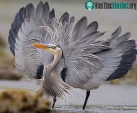 Ảnh Loài chim kỳ lạ có thể nuốt chửng cá sấu và nhiều bữa ăn vô cùng kinh dị khác