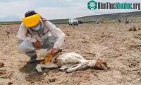 Ảnh Sinh vật hút máu bí ẩn đã giết chết hàng loạt gia súc