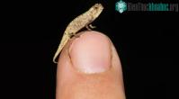 Ảnh Brookesia nana là Loài bò sát nhỏ nhất thế giới