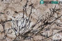 Ảnh Phát hiện nấm 635 triệu năm tuổi trong đá trầm tích - hóa thạch trên cạn lâu đời nhất thế giới