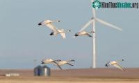 Ảnh Hệ thống camera thông minh ngăn cánh turbine gió đập trúng chim