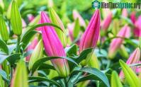 Ảnh Hướng dẫn chọn hoa ly chơi Tết tươi lâu và nhiều lộc lá đầu năm