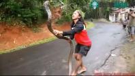 Ảnh Video: Thất kinh với cảnh cô gái tay không tóm gọn rắn hổ mang chúa khổng lồ