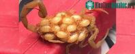 Ảnh Bọ cạp mẹ cõng con: Hình ảnh tràn ngập tình mẫu tử, nhưng sự thật khiến nhiều người rùng mình