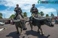 Ảnh Cưỡi trâu đi tuần tra, đây là nét độc đáo của cảnh sát Brazil