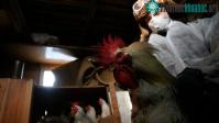 Ảnh Nga phát hiện loại cúm H5N8 mới lây từ động vật sang người
