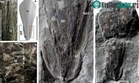 Ảnh Tìm thấy hóa thạch 30 triệu năm của mực ma cà rồng