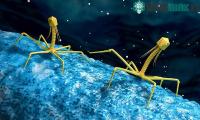 Ảnh Có thể bạn chưa biết: Ruột người có chứa hơn 140.000 loài virus