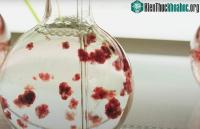 Ảnh Tìm ra được loại rong biển mới có thể cứu sống Trái đất