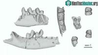 Ảnh Phát hiện ra tổ tiên 65,9 triệu tuổi của chúng ta, giống với chuột