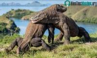 Ảnh Chính người cổ đại đã cứu rồng komodo thoát khỏi tuyệt chủng