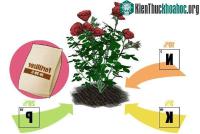 Ảnh Hướng dẫn cách bón phân cho hoa hồng trồng chậu