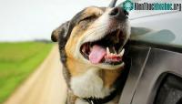 Ảnh Vì sao chó lại thích thò đầu ra ngoài cửa kính xe hơi?