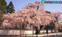 Ảnh Hoa anh đào nở sớm nhất  khoảng 1.200 năm do đợt biến đổi khí hậu