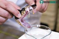 Ảnh Top 8 loài có nọc cực độc được dùng để chữa bệnh