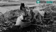 Ảnh Nhặt được "chiếc thuyền nhỏ" trên đồng, 33 năm sau cô gái mới phát hiệnt đó là "tuyệt tác cổ vật vô giá"