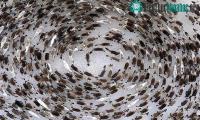 Ảnh Tuần lộc Bắc Cực tạo ra "Lốc xoáy" khổng lồ để tự vệ