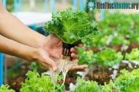 Ảnh Tìm hiểu kỹ thuật trồng cây thủy canh