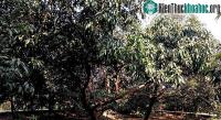 Ảnh Cây xoài 7 sắc cầu vồng nổi tiếng khắp tại Ấn Độ