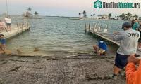 Ảnh Xác cá kiếm lớn nhất trên thế giới đã dạt vào Florida