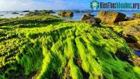 Ảnh Chiêm ngưỡng vẻ đẹp mê hoặc lòng người của "cánh đồng rêu" ở Lý Sơn