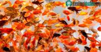 Ảnh Vì sao chúng ta không nên thả cá vàng về tự nhiên?