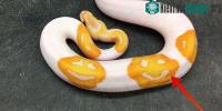Ảnh Con trăn kỳ lạ có tới ba hình mặt cười ở trên thân