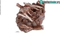 Ảnh Phát hiện ra những hóa thạch khủng long 70 triệu năm cùng trứng còn nguyên phôi