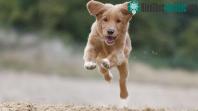 Ảnh Vì sao chó mèo đột nhiên tỏ ra phấn khích bất thường?