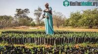 Ảnh "Vạn lý Trường thành Xanh" đang ngăn sa mạc xâm lấn