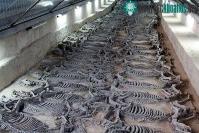 Ảnh Hãi hùng với kiểu hiến tế 600 chiến mã trong lăng mộ của vua Trung Hoa